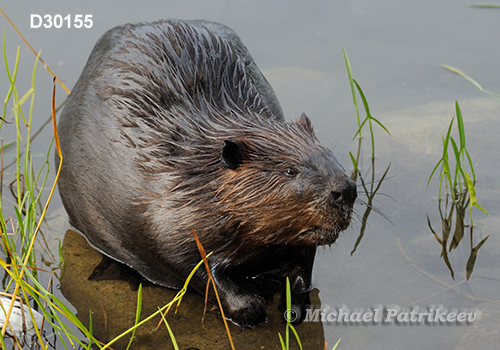 North American Beaver (Castor canadensis)